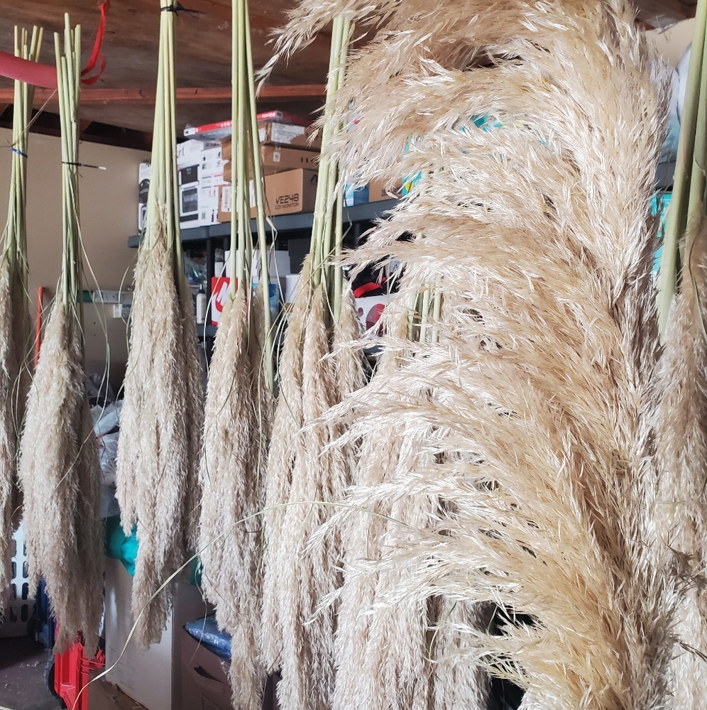 Real pampas for decoration